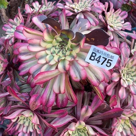 莽*儿一颗多肉法师植物