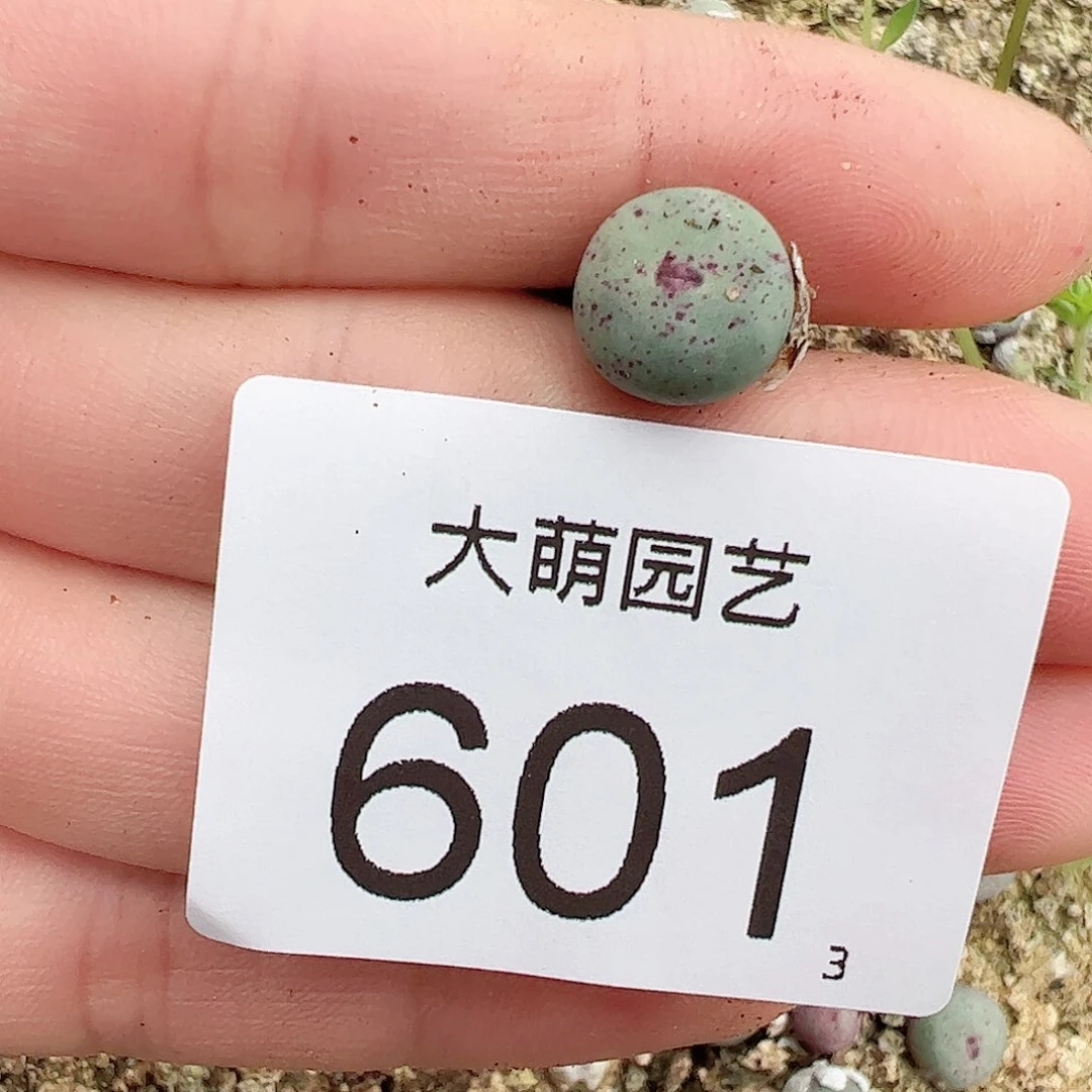 0000601量拍园艺sh2736红嘴1颗尺寸0.9