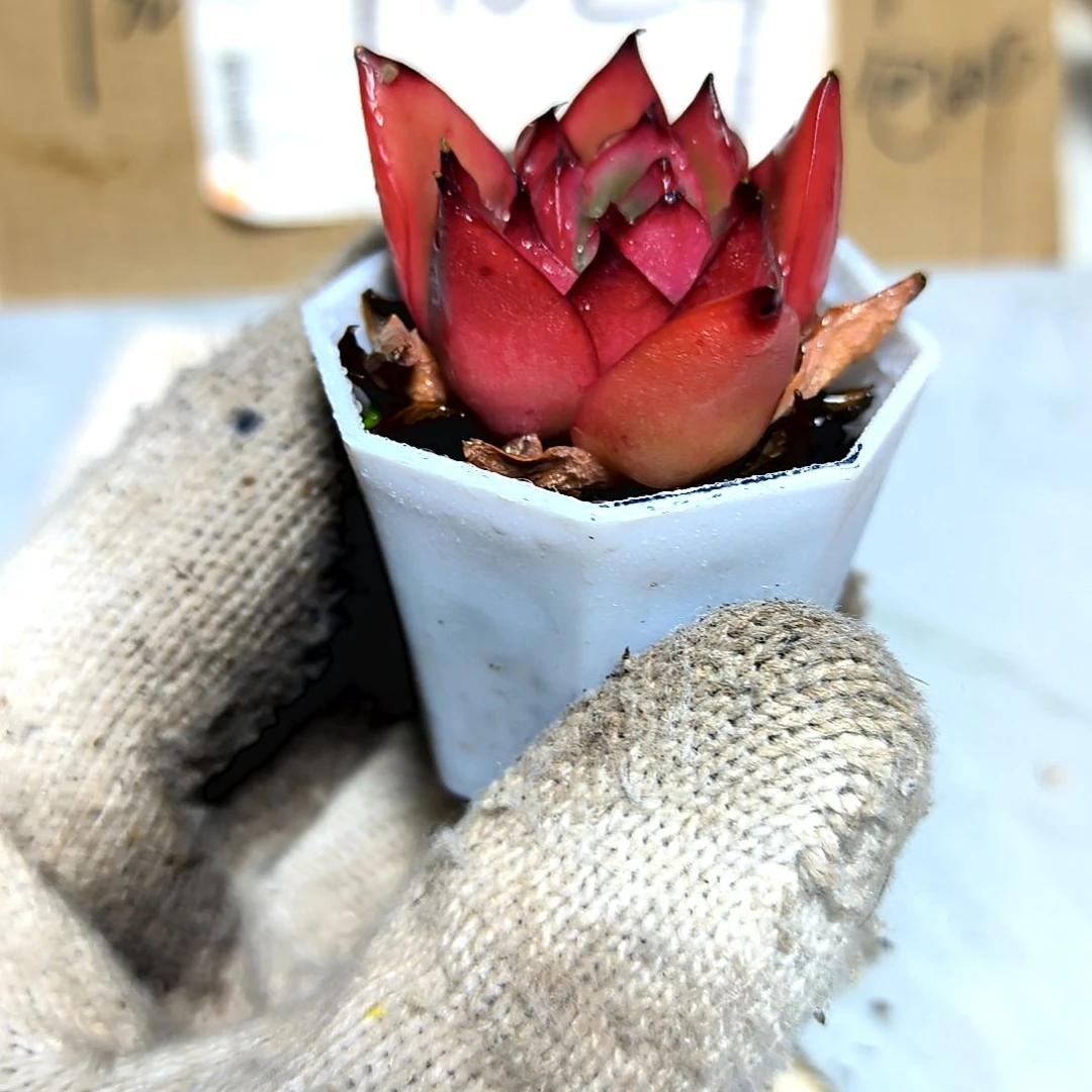 满9元包邮，吉赛尔精品