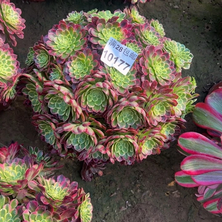 10177南朝霞多肉植物