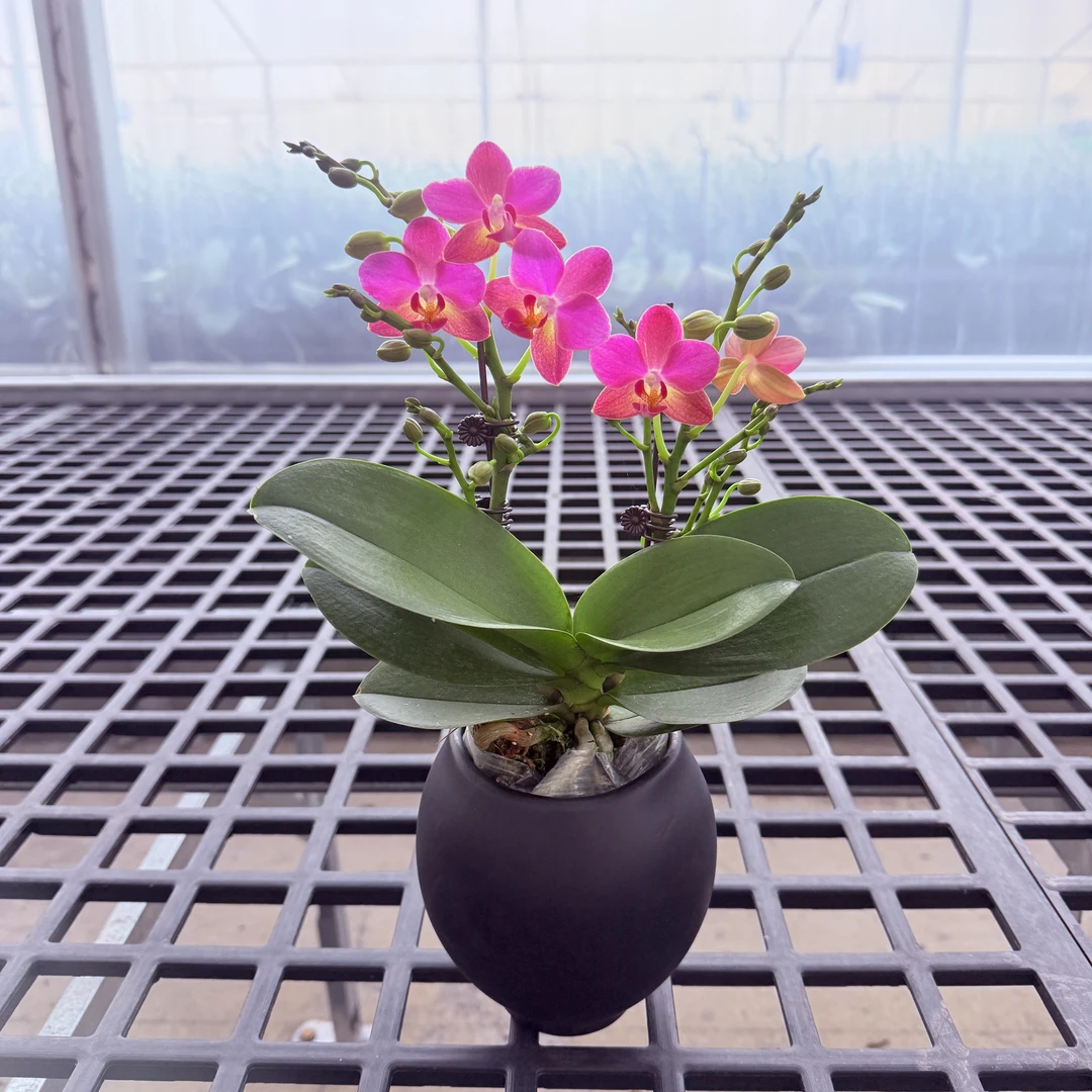 精选蝴蝶兰【香多多】粉色系聚宝蝴蝶兰 室内花卉绿植 基地直发.