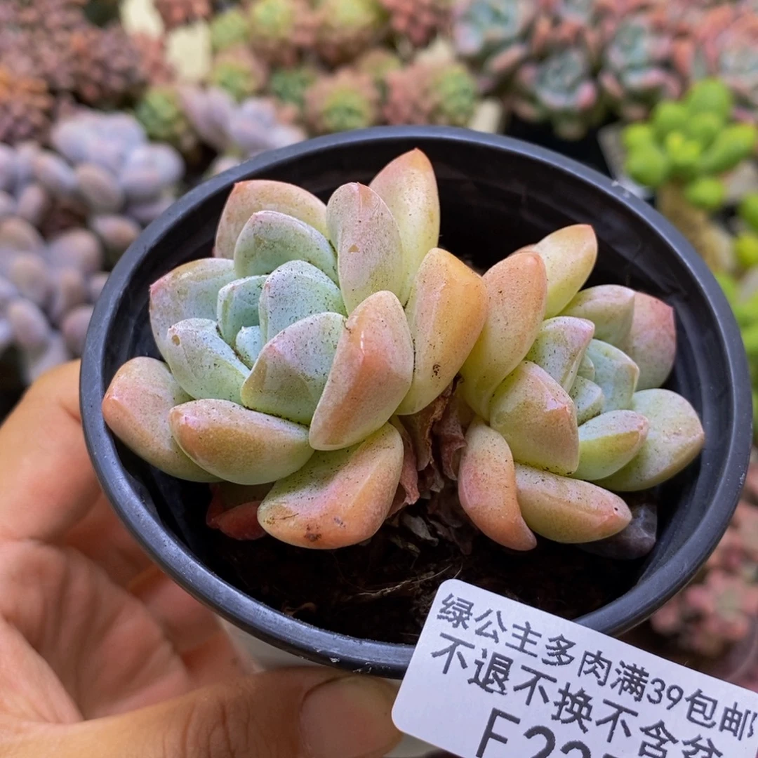 235冰玉8cm多肉植物