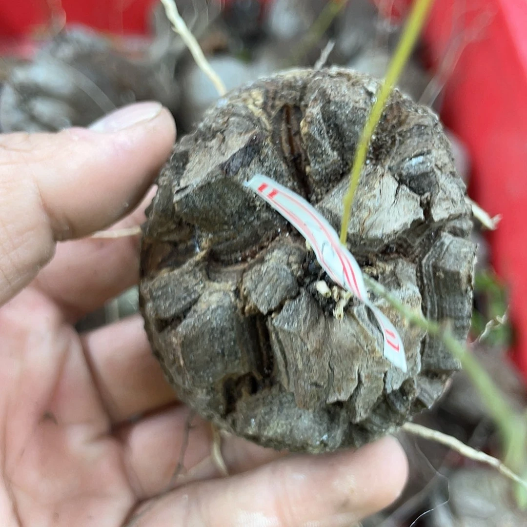 龟甲龙一物一拍1570号6.8cm