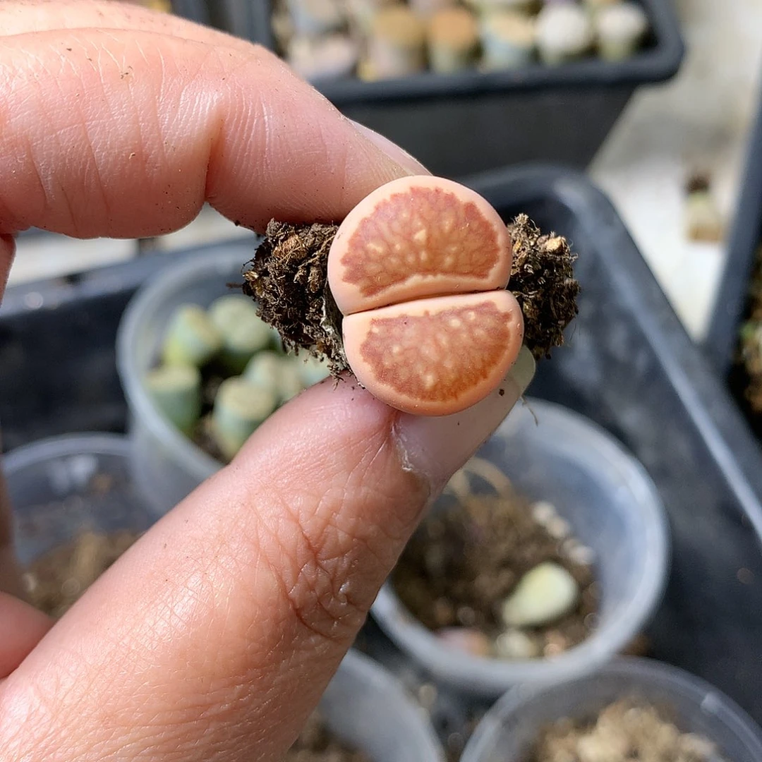 浅***雨H111多肉植物保护研究所