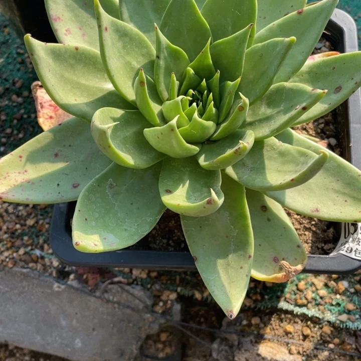 35号坎戴多肉植物老庄