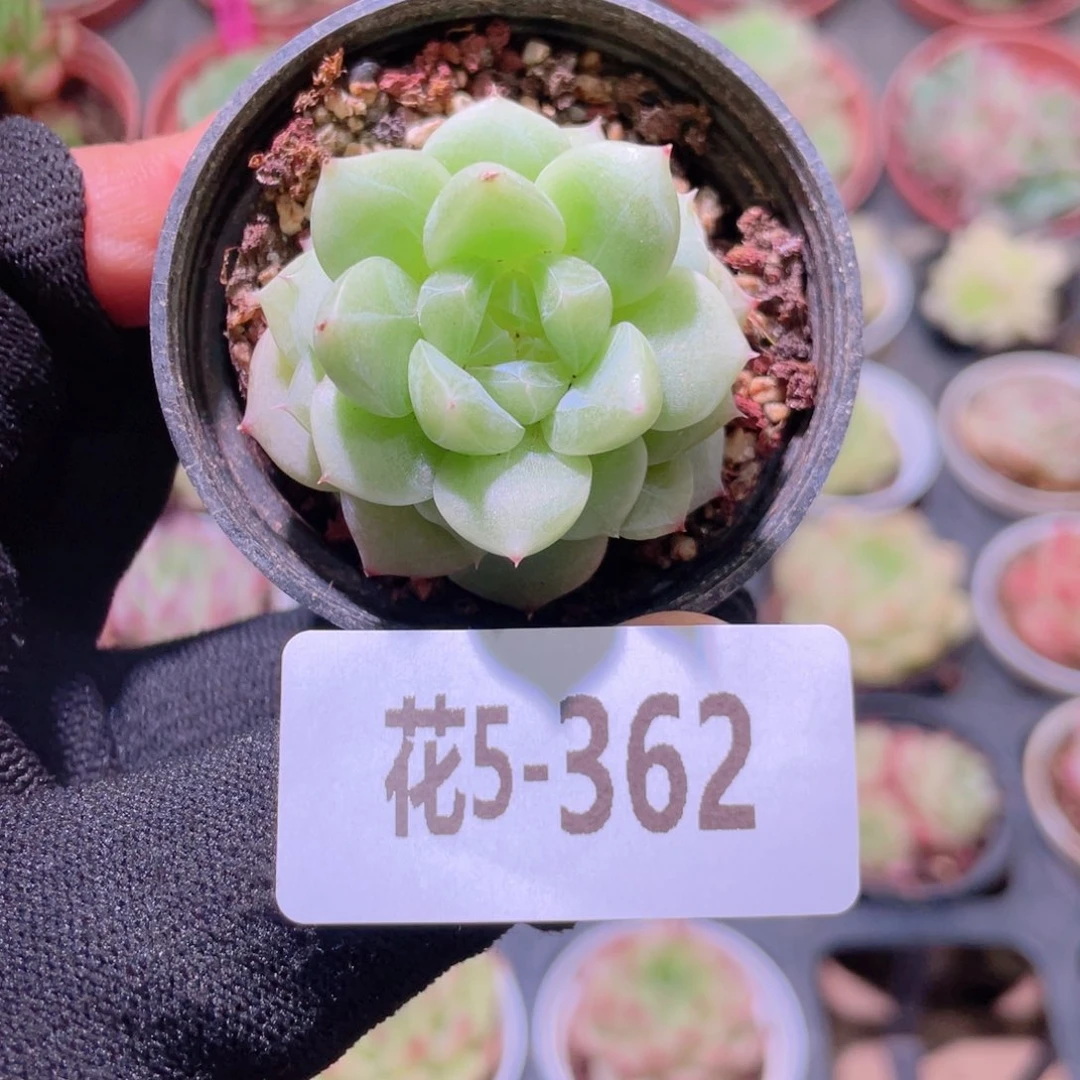 花利美5-362新品