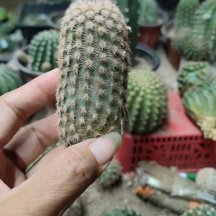 仙人球彩虹虾无根侧芽