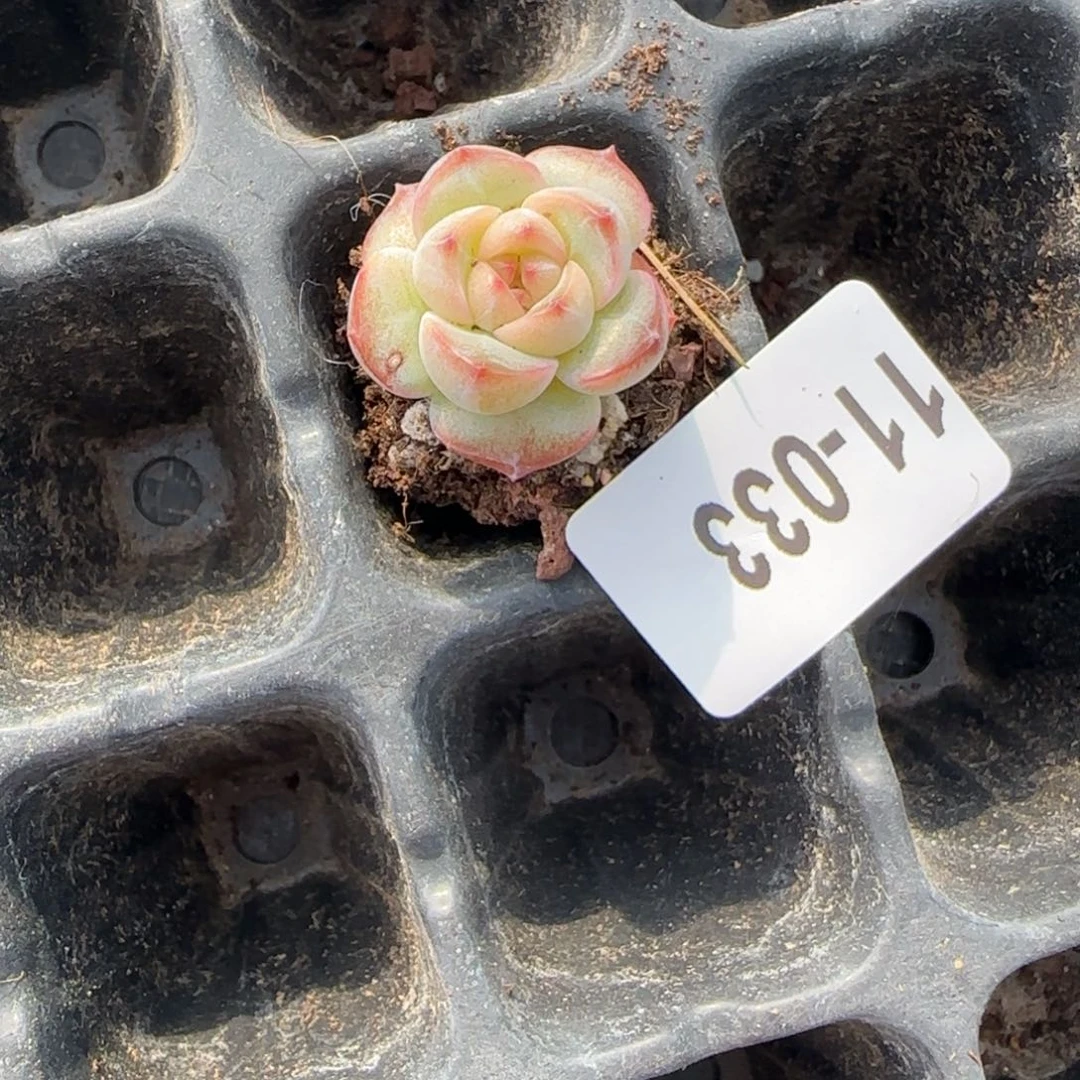 小卡拉米糖心一物一拍