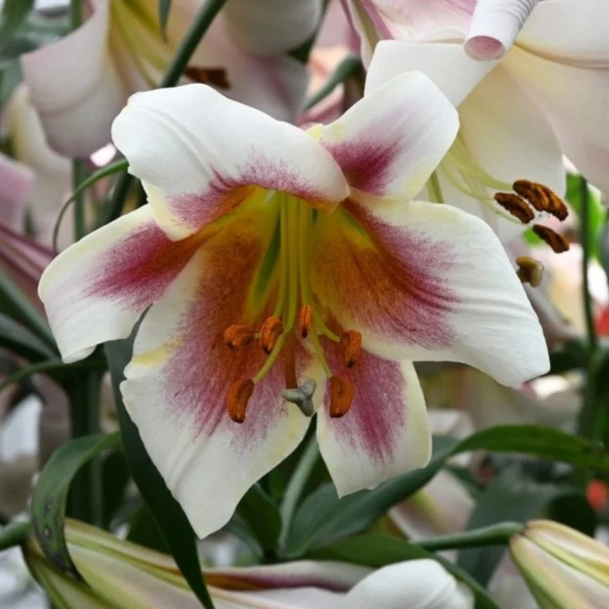 【月亮海】18/20  OT庭院系列百合种球荷兰进口多年生盆栽地栽