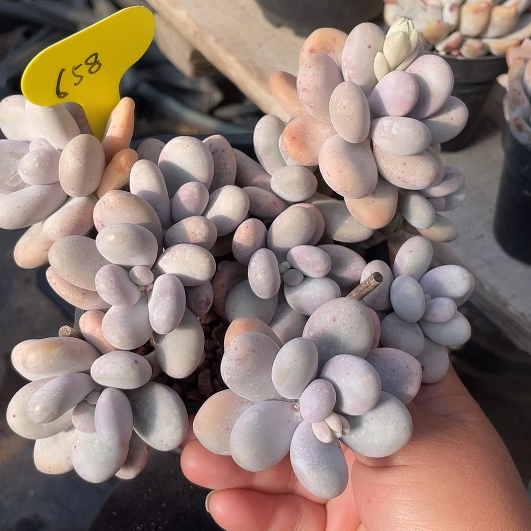 烟美人群生多肉植物658