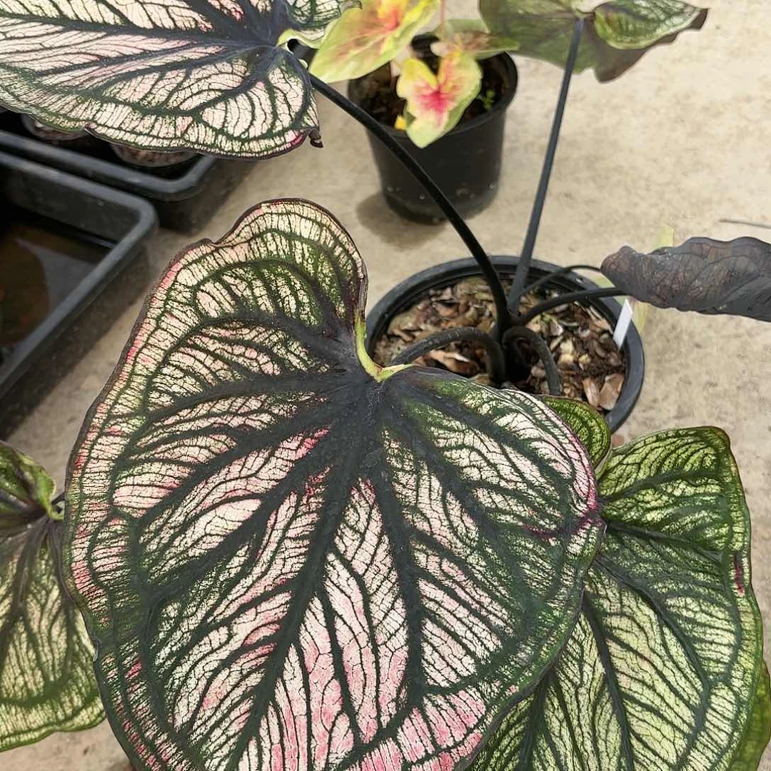 泰国彩叶芋620-0119