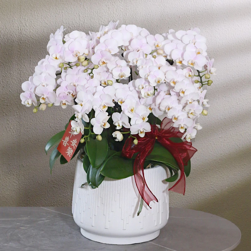 蝴蝶兰【小星星】带花带盆组好伴手礼送礼茶桌婚礼客厅美化装饰
