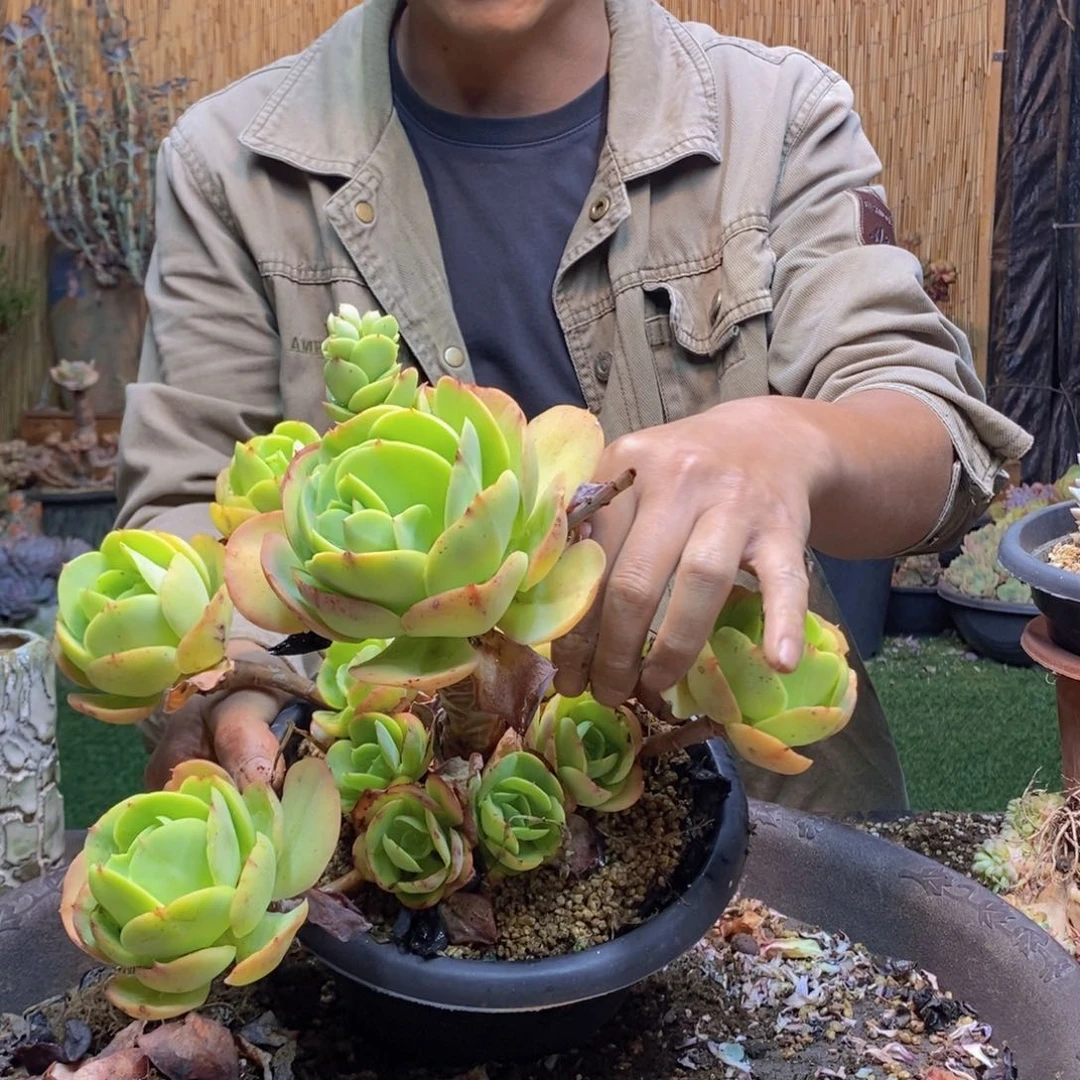 鲨**娇99号碧桃多肉