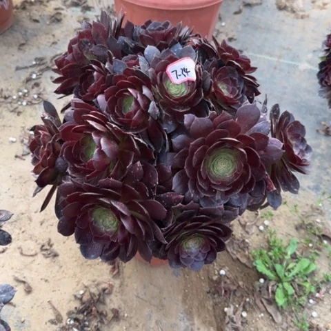 7-34赤焰莲朵朵多肉植物