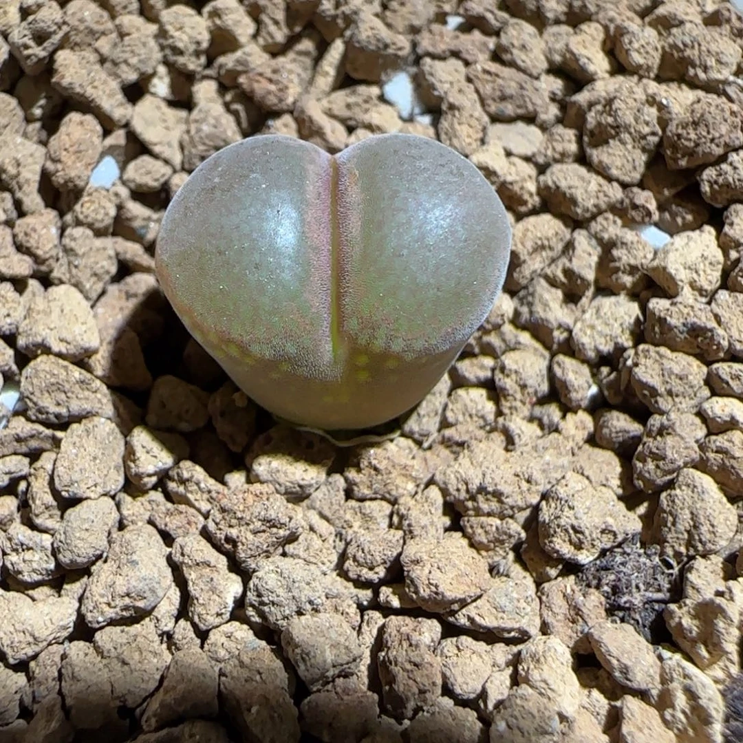 肉锥多肉植物组合-帕法德272