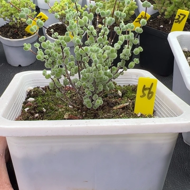 56号莱斯 一物一拍