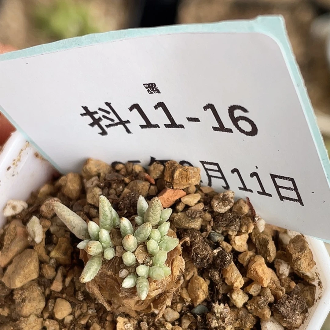 11-16韧锦多肉植物