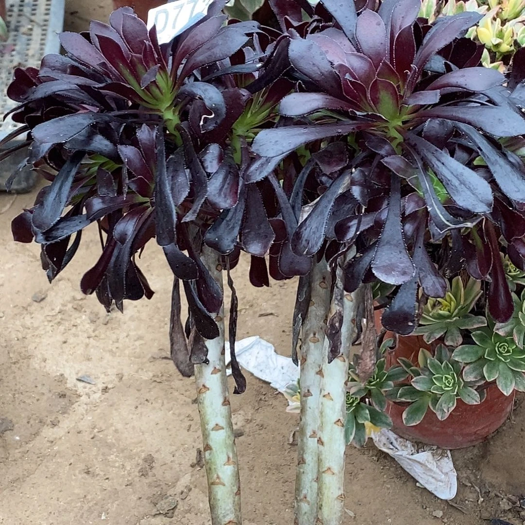 773魔法师多肉植物无售后