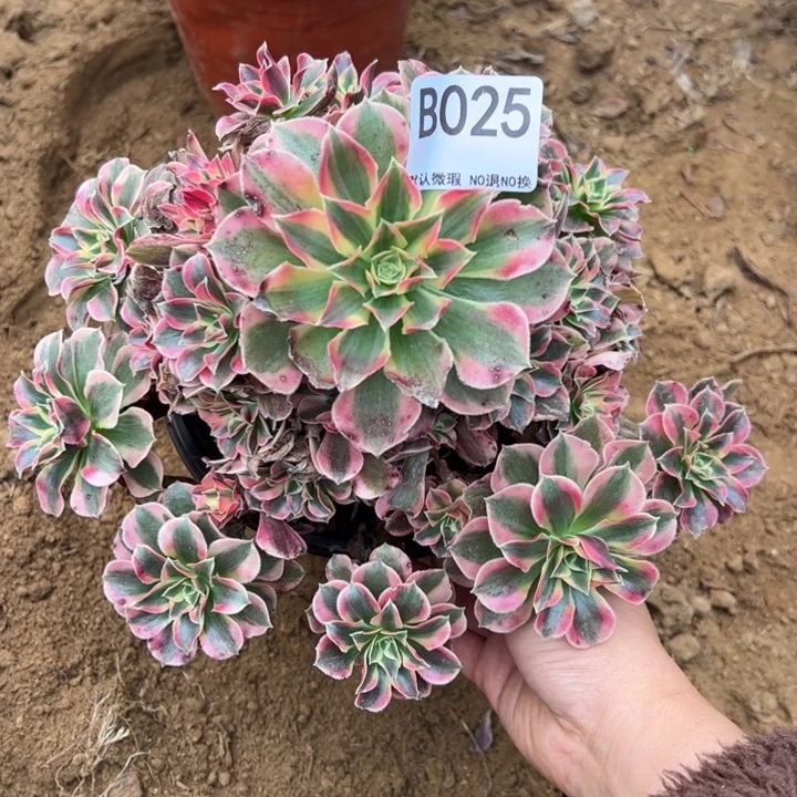 女郎多肉植物025.