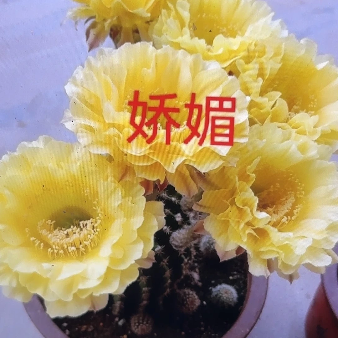 娇媚彩侧牙20包邮57