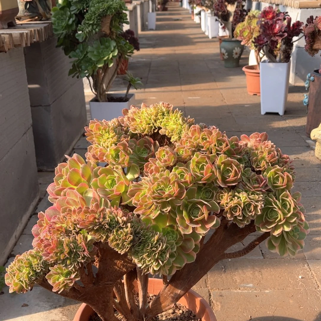 奶白朵朵整版精品福利