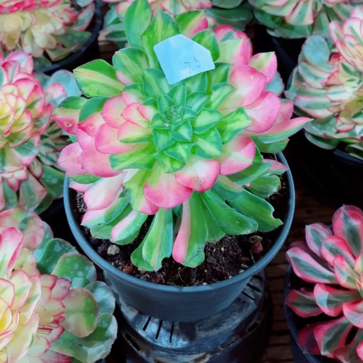 笑***下云南知否好看26号