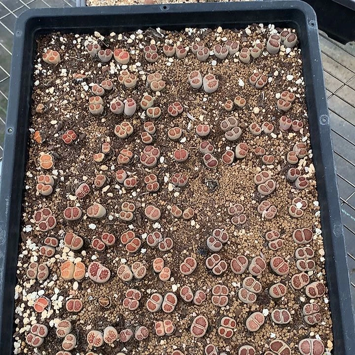 精品多肉植物福利精品菊