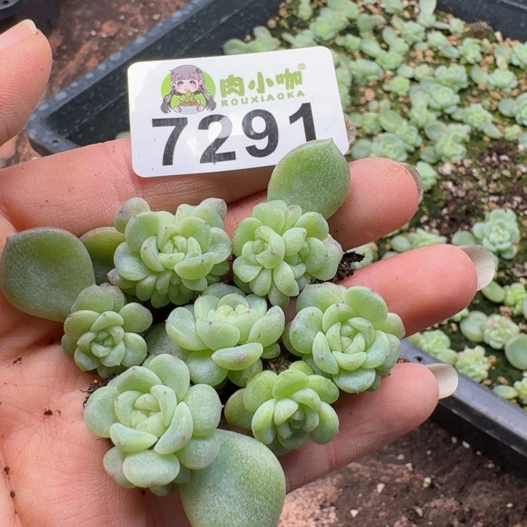 多肉植物多肉植物