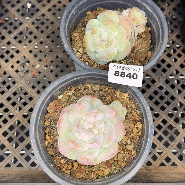 美****阿雅园艺。     8840两颗