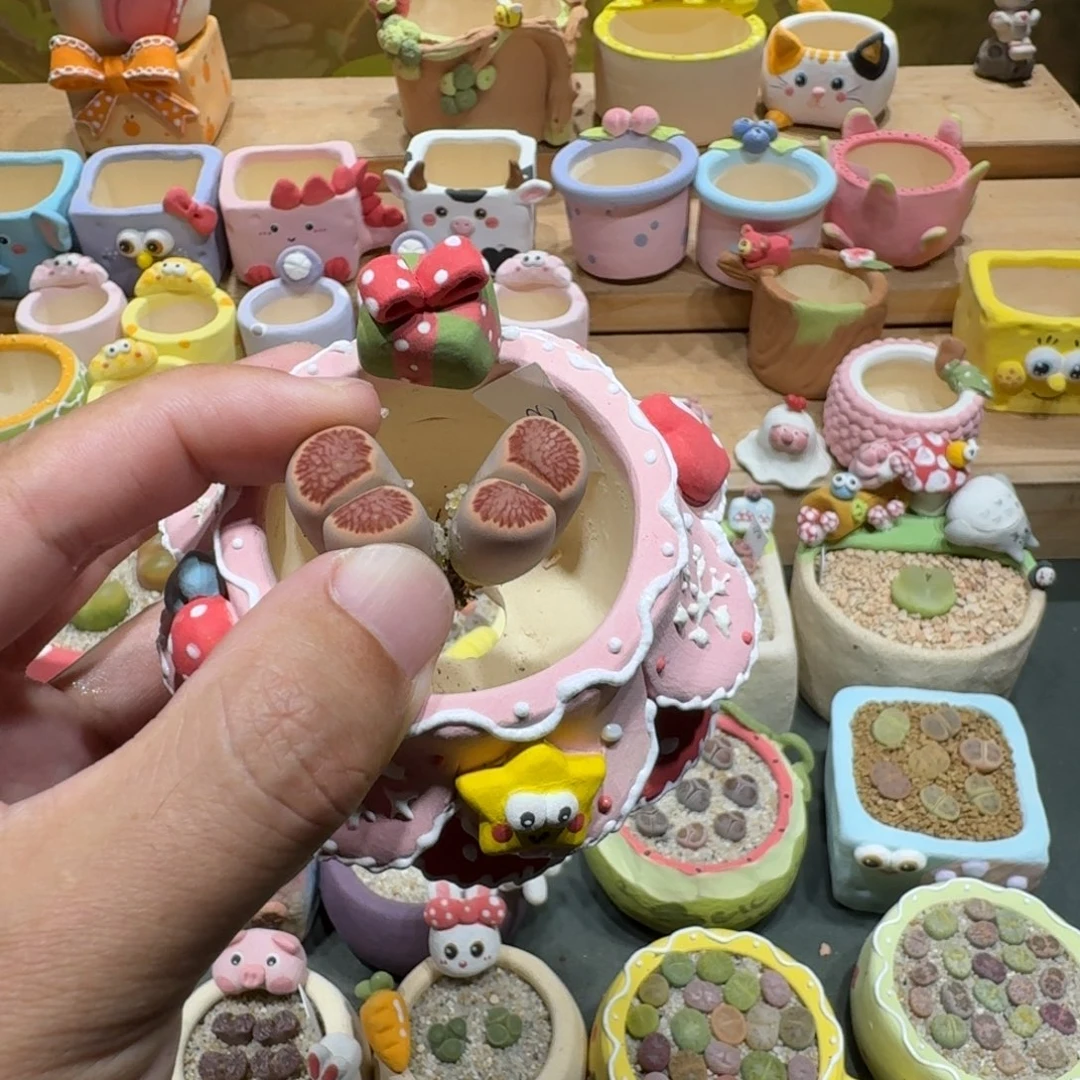 颖***蘑菇1337红窗菊多肉植物