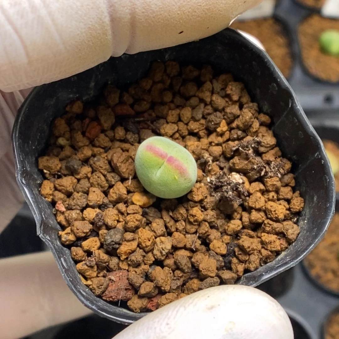 多肉植物肉锥杂交K-206