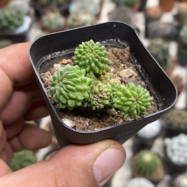 蝌蚪球群特价福利