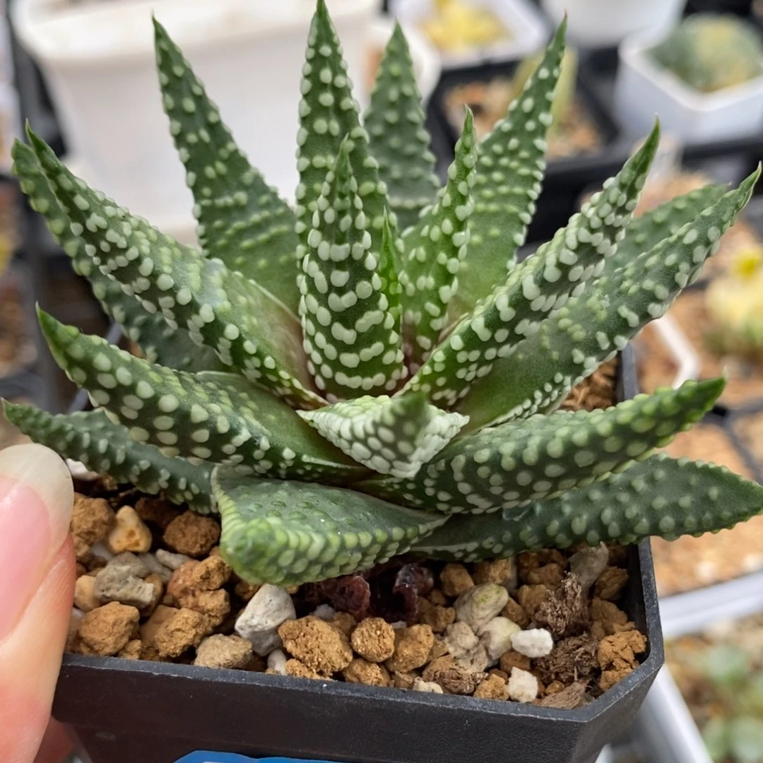 252钱型实生硬叶十二卷