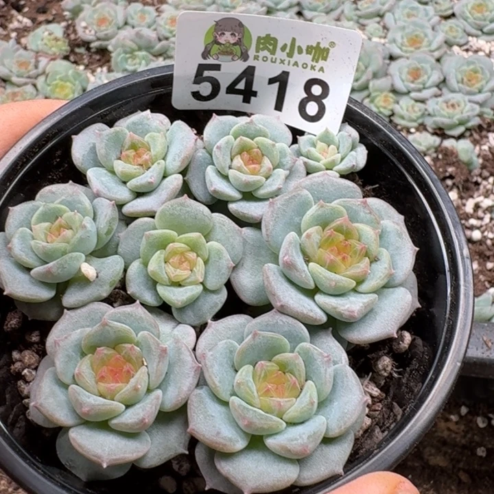 完全开放多肉植物多肉植物