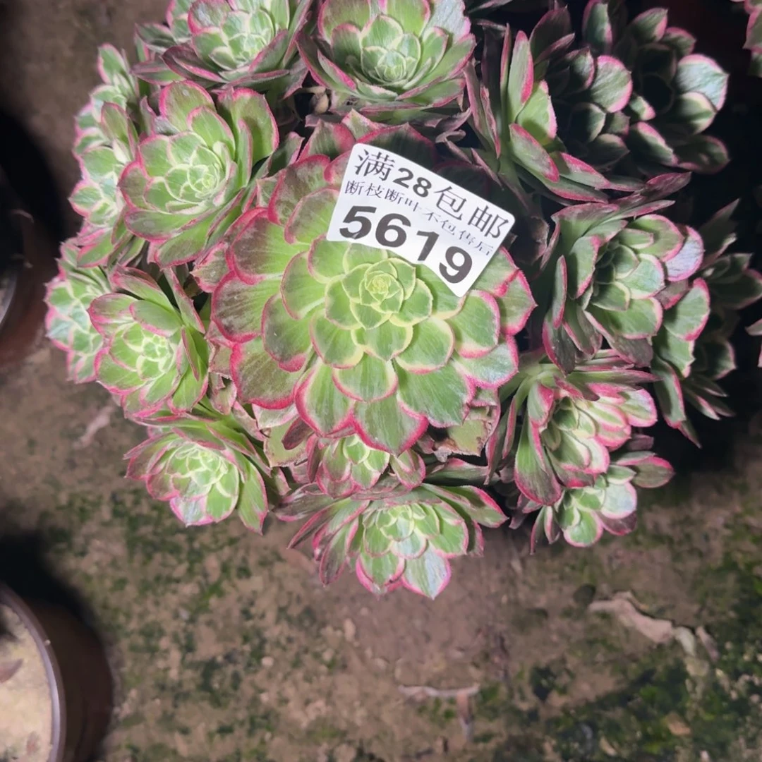 5619水蜜桃有干吧不包断枝