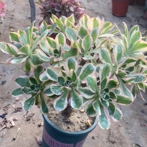 燕姿锦多肉植物041