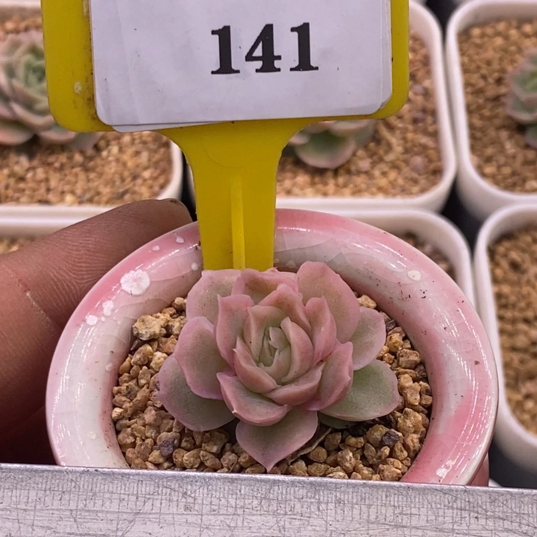 6141精控水晶虾饺多肉