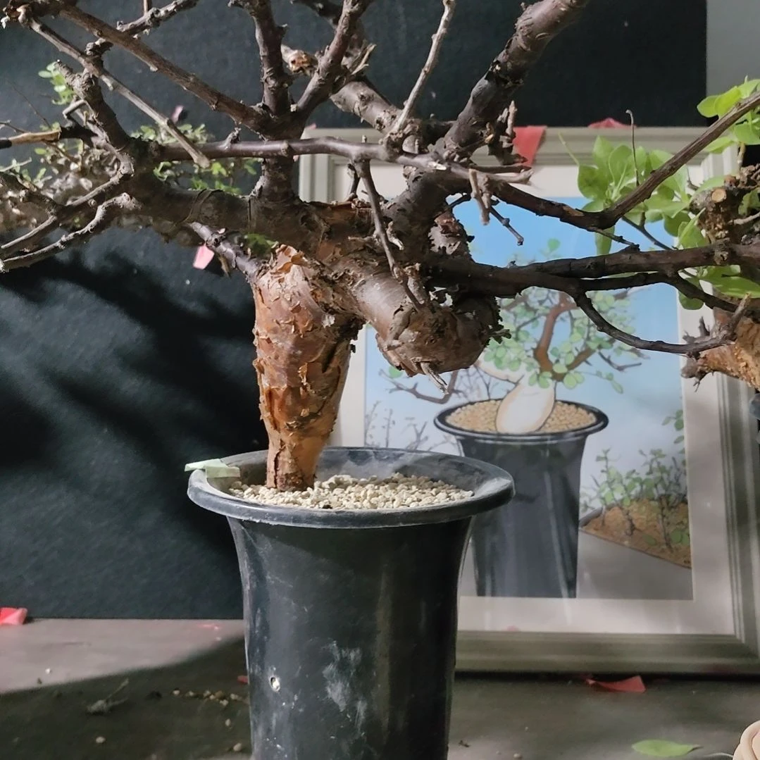 黑皮博然恩斯健康无根