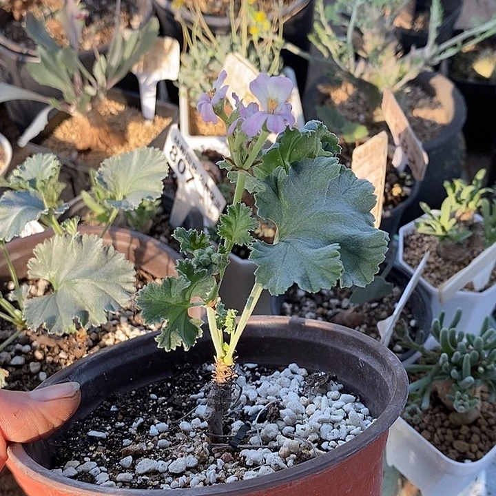 849枝干洋葵带盆一一一一