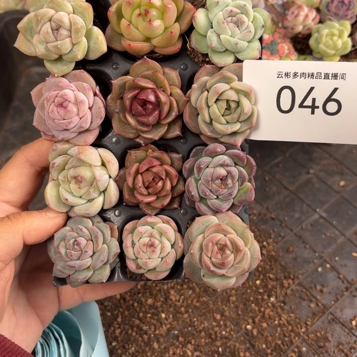 046。