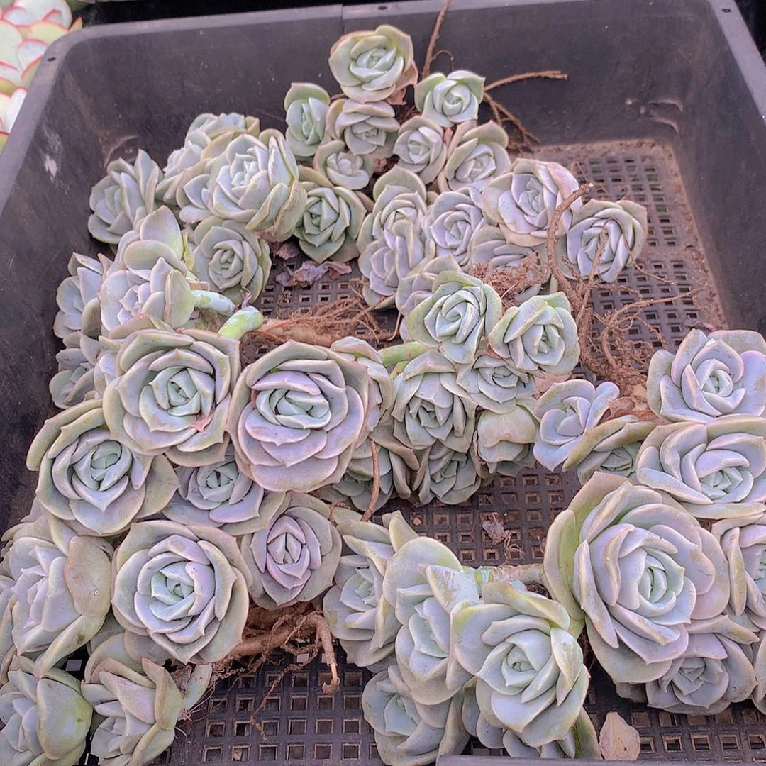 可爱玫瑰群345667889990