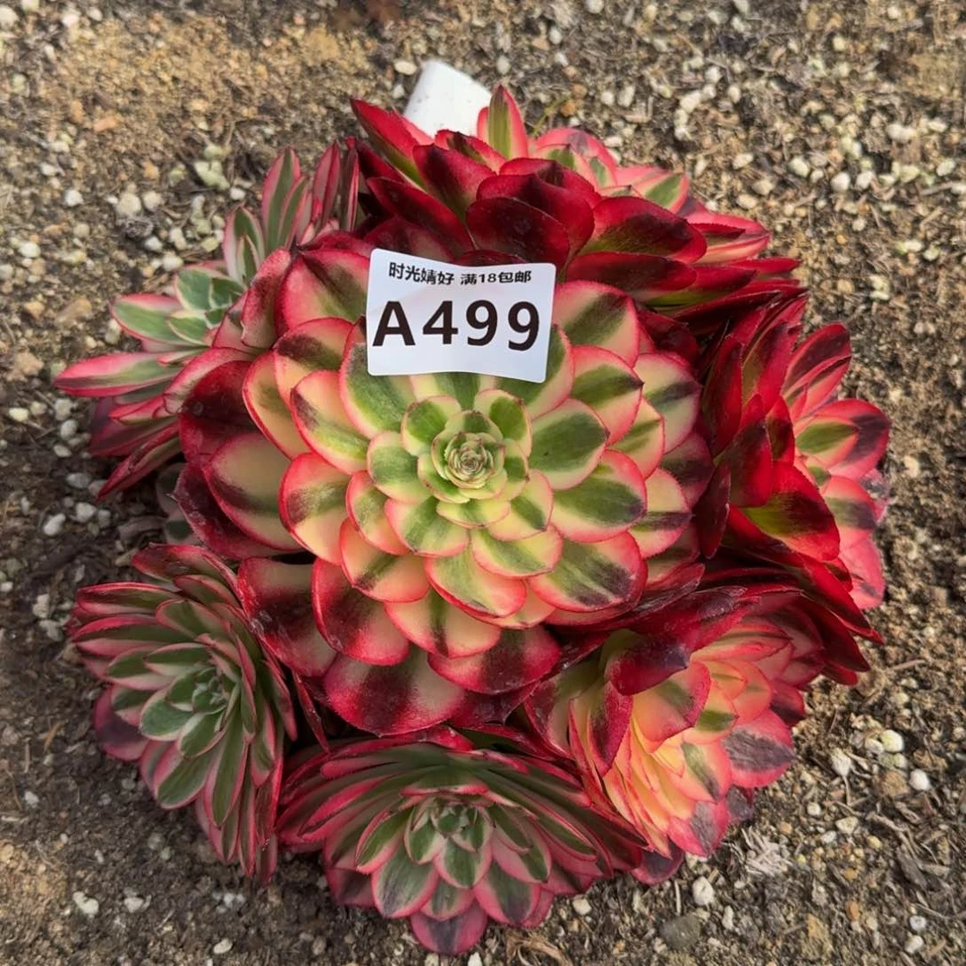 佛**照499红荔枝多肉植物