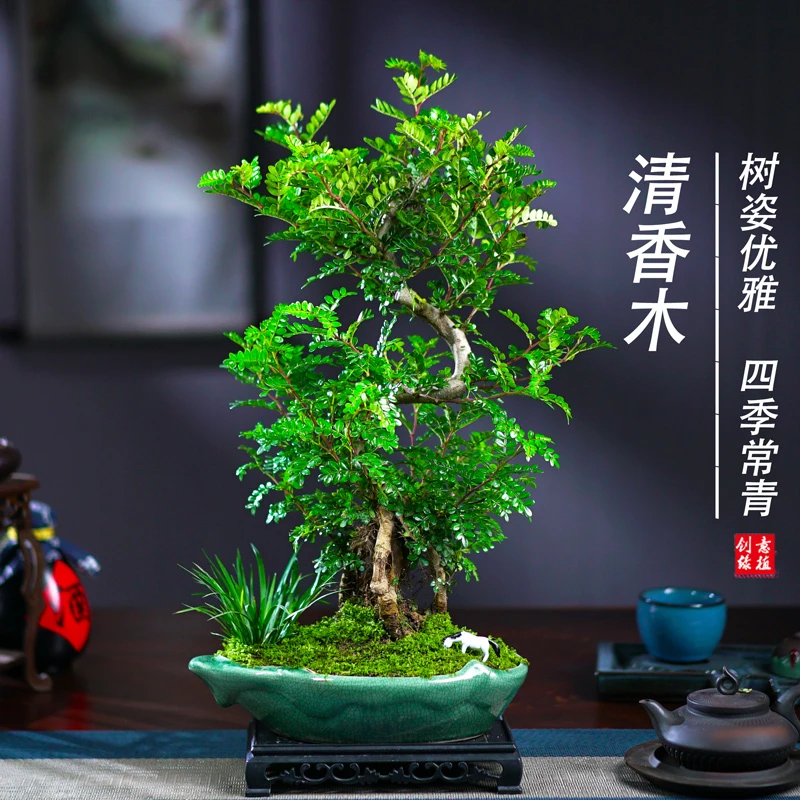 清香胡椒木老桩造型盆栽室内客厅阳台庭院绿植四季常青好养盆景
