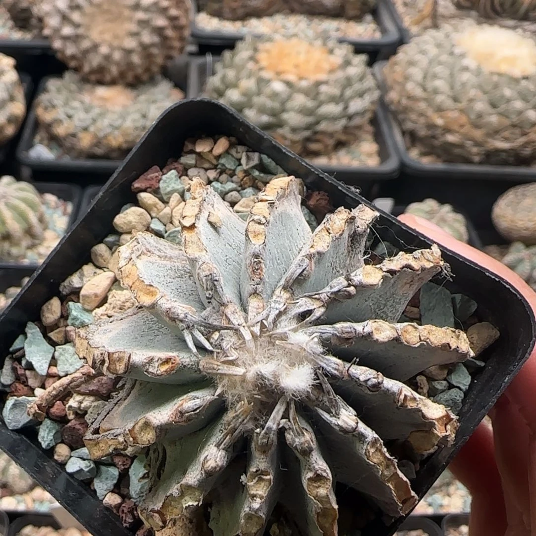 薄叶仙人球 1111111111111111