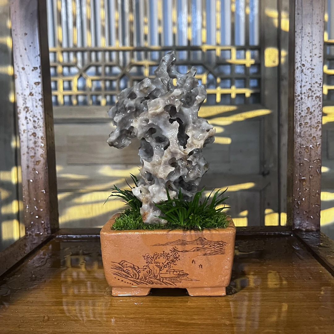 【一物一拍】创意绿植创意迷你植物