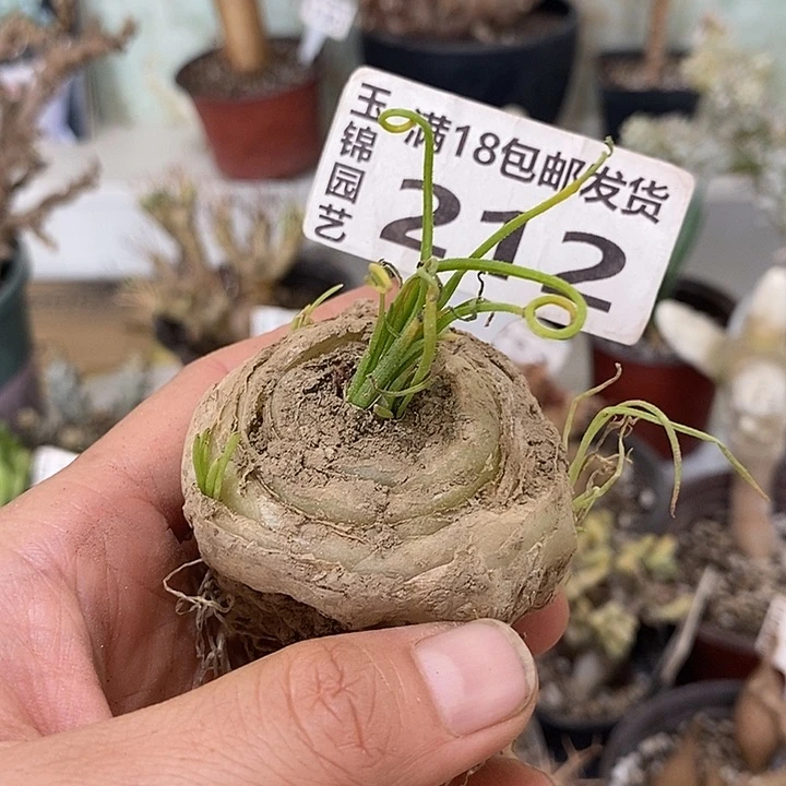 毛细弹簧草5.5公分