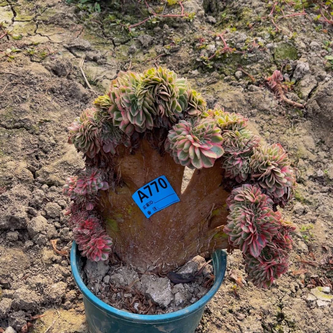 倾城法师缀化93-31