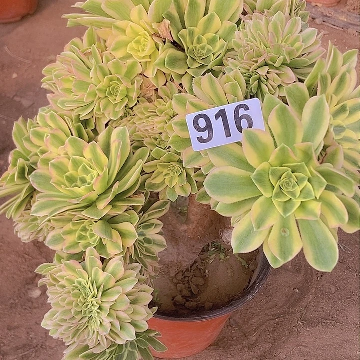 916颜宁老庄缀化有断指