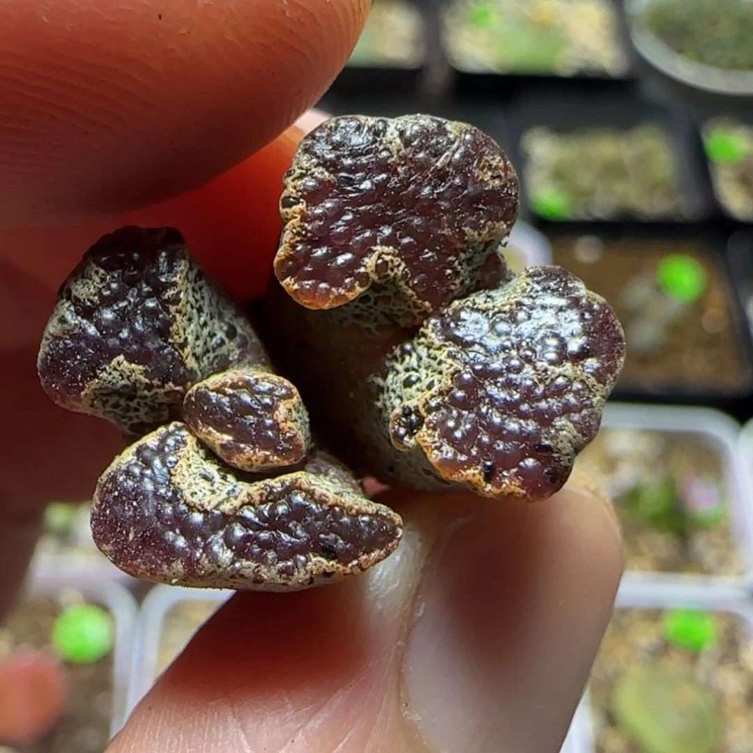 漂漂亮亮多肉植物415