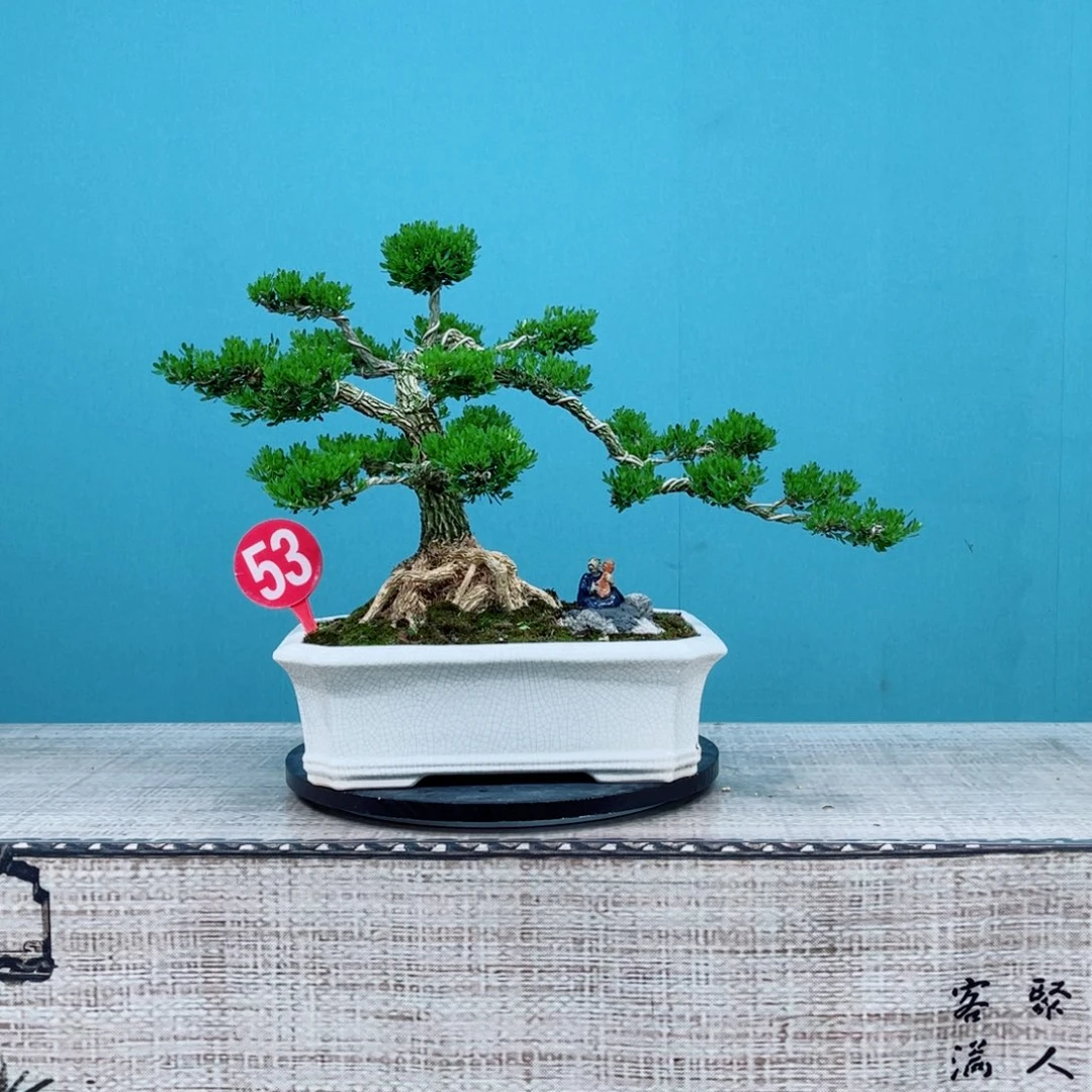 以实际为准精品黄杨老桩